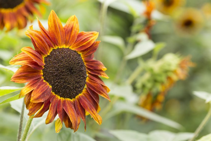 Sunflower in The Ridgeline Trust Garden, Reading