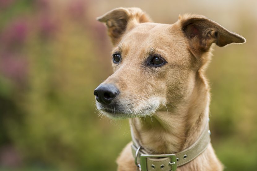 Lurcher dog photograph